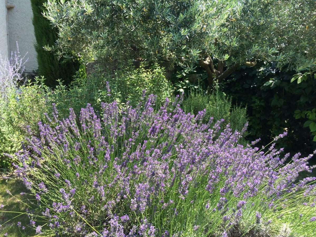 Le Mazet Des Joncs En Provence Saint-Pierre-de-Vassols Exterior foto
